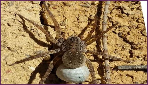 Discover The Fascinating World Of Pregnant House Spiders